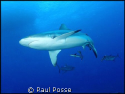 Grey Reef Shark, seconds I submerged, taken with a NikonosV. by Raul Posse 